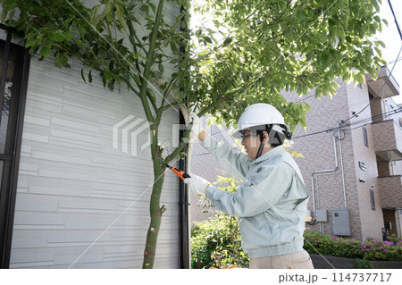 伸びた庭木をノコギリで切る作業員 伸びた庭木をノコギリで切る作業員 114737717