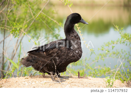 The Pomeranian or Pommern duck also known such as the Shetland duck and Swedish Blue duck The Pomeranian or Pommern duck also known such as the Shetland duck and Swedish Blue duck 114737932