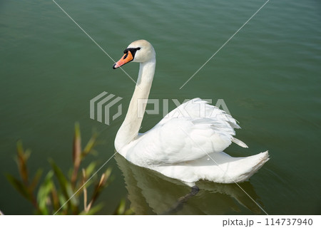 One white swan (Cygnus atratus) swimming in the lake in Russia One white swan (Cygnus atratus) swimming in the lake in Russia 114737940