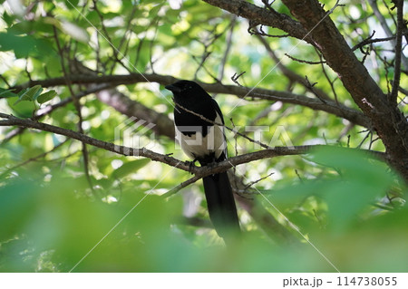 A magpie is sitting among the leafy trees A magpie is sitting among the leafy trees 114738055