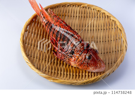 ミノカサゴ 114738248