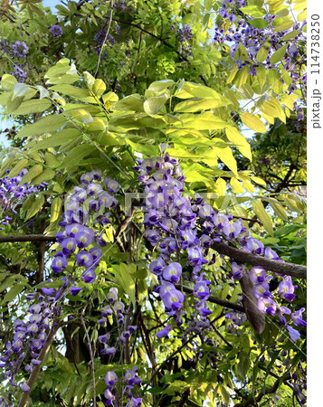 高貴さが漂う藤の花 高貴さが漂う藤の花 114738250