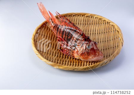 ミノカサゴ 114738252