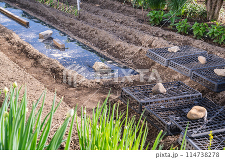 家庭菜園　種まき 114738278