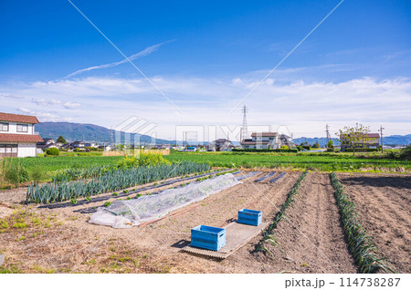 春の野菜畑と自然風景 春の野菜畑と自然風景 114738287