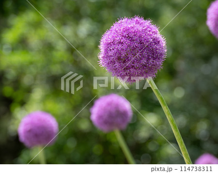 丸くて大きなアリウム・ギガンチウム 114738311