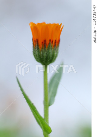 メルヘンチックなキンセンカの花 114738447