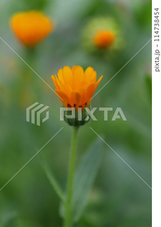 オレンジ色のキンセンカの花 オレンジ色のキンセンカの花 114738454