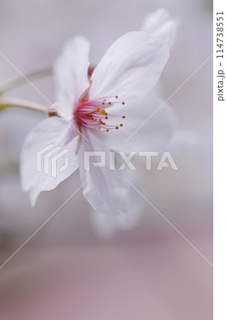 桜の花のマクロ撮影 桜の花のマクロ撮影 114738551