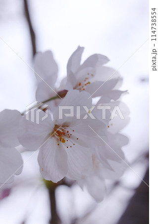 春の光を浴びる桜 114738554