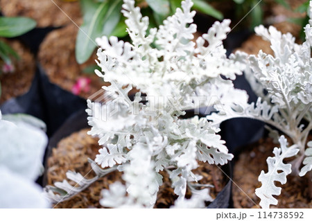 white crocus flowers in the garden 114738592