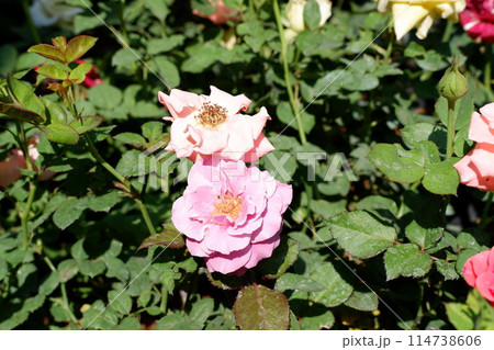 roses in the garden roses in the garden 114738606