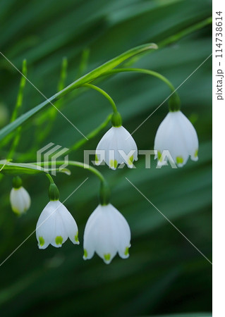 スノーフレークの鈴蘭の白い花 114738614