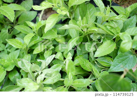 beautiful natural green panorama as a background beautiful natural green panorama as a background 114739125