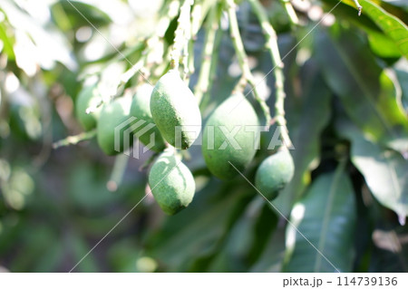 beautiful natural mango tree panorama as a background 114739136