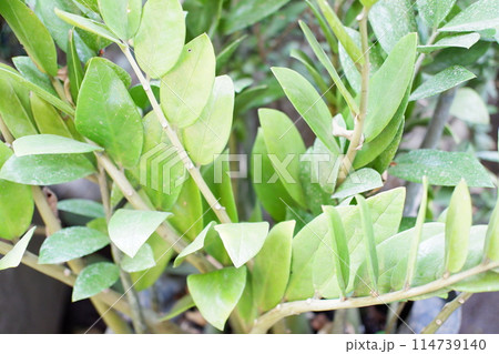 beautiful natural green panorama as a background beautiful natural green panorama as a background 114739140