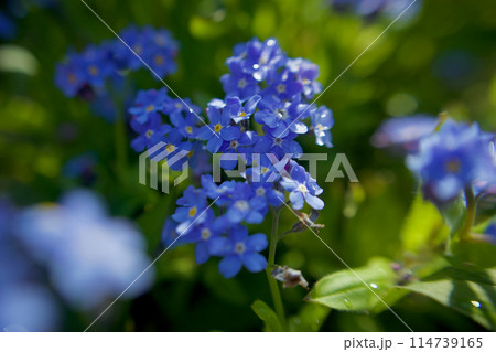 「誠の愛」の花言葉を持つ青いワスレナグサ。朝露に濡れて「私を忘れないで」の花言葉も寄り添う。 「誠の愛」の花言葉を持つ青いワスレナグサ。朝露に濡れて「私を忘れないで」の花言葉も寄り添う。 114739165