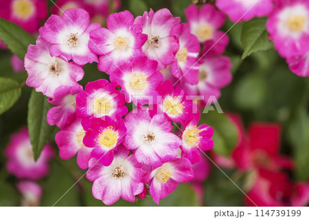 満開のバラの花　花便り　小さい可愛い薔薇　ローズガーデン　イメージ素材　 114739199