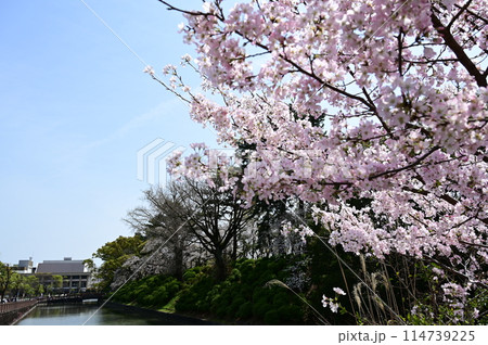 駿府城公園の北御門橋の石垣と桜 114739225