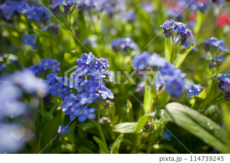 「誠の愛」の花言葉を持つ青いワスレナグサ。朝露に濡れて「私を忘れないで」の花言葉も寄り添う。 「誠の愛」の花言葉を持つ青いワスレナグサ。朝露に濡れて「私を忘れないで」の花言葉も寄り添う。 114739245