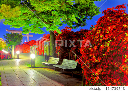 長岡天満宮霧島つつじと参道夜景街灯⑥ 114739248