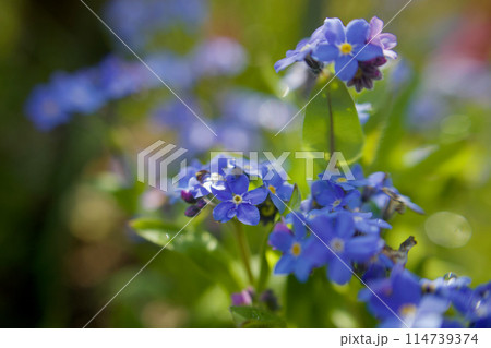 「誠の愛」の花言葉を持つ青いワスレナグサ。朝露に濡れて「私を忘れないで」の花言葉も寄り添う。 「誠の愛」の花言葉を持つ青いワスレナグサ。朝露に濡れて「私を忘れないで」の花言葉も寄り添う。 114739374