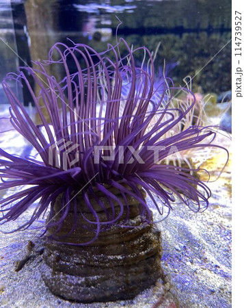 下田海中水族館の「ハナギンチャク」 下田海中水族館の「ハナギンチャク」 114739527