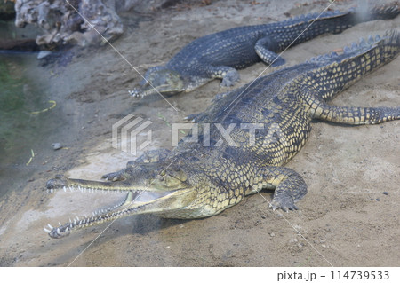 インドガビアル インドガビアル 114739533