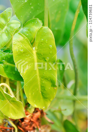 Philodendron burle marxii, Philodendron or ARACEAE Philodendron burle marxii, Philodendron or ARACEAE 114739681