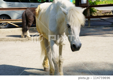 丹生川上神社下社の神馬（奈良県吉野郡下市町） 114739696