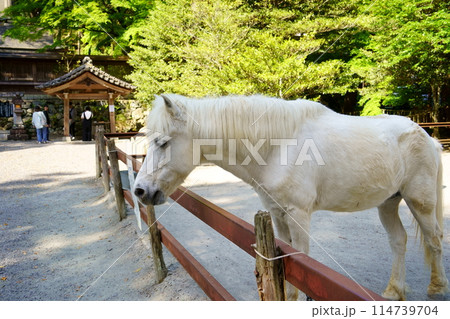 丹生川上神社下社の神馬(奈良県吉野郡下市町) 丹生川上神社下社の神馬(奈良県吉野郡下市町) 114739704