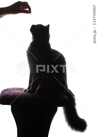 Beautiful fluffy cat takes food 114739907