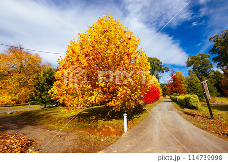 Marysville in Autumn Colours in Australia Marysville in Autumn Colours in Australia 114739998