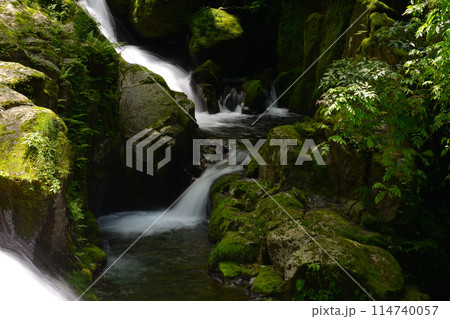 新緑の菊池渓谷 新緑の菊池渓谷 114740057