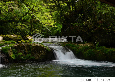 新緑の菊池渓谷 114740061