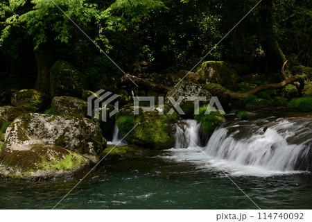 新緑の菊池渓谷 114740092