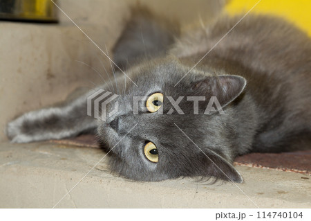 Gray kitten, the cat on the stove is lying, played 114740104