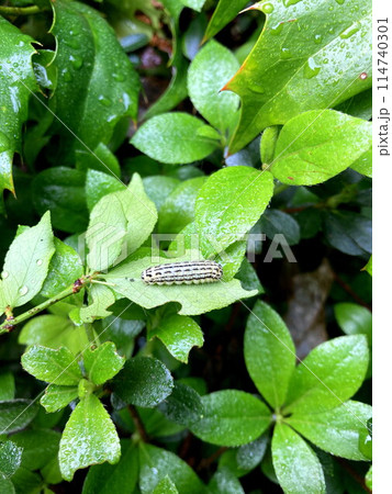 葉を食いあらすミノウスバの幼虫 葉を食いあらすミノウスバの幼虫 114740301
