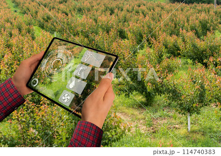 Farmer examines the garden of fruits and sends data to the cloud from the tablet. Smart farming and digital agriculture 114740383