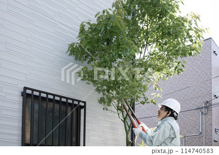 伸びた庭木をノコギリで切る作業員 伸びた庭木をノコギリで切る作業員 114740583