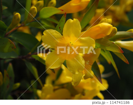 カロライナジャスミン カロライナジャスミン 114741186