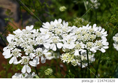 オルレア・ホワイトレース オルレア・ホワイトレース 114741820