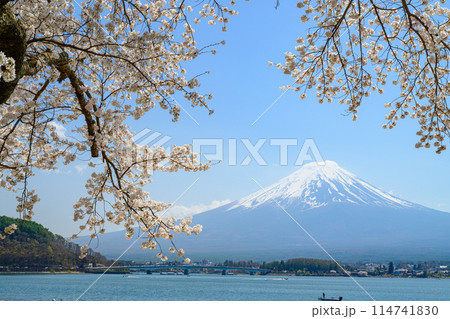 河口湖　富士山と満開の桜 114741830