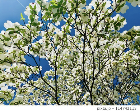 青空に映える白い花 114742115