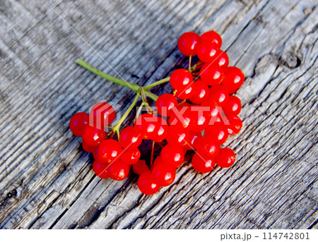Bunch of ash berries illuminated by sunlight. Bunch of ash berries illuminated by sunlight. 114742801