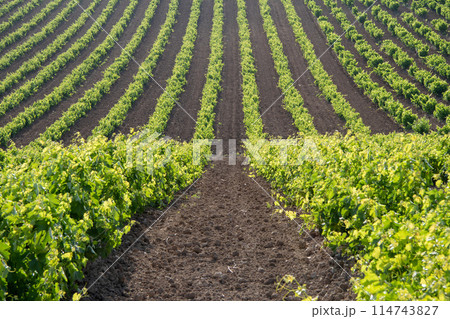 Vineyard rows. 114743827