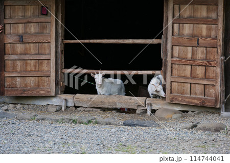岩手県北上市のみちのく民族村の南部曲がり家に住む山羊のご夫婦 岩手県北上市のみちのく民族村の南部曲がり家に住む山羊のご夫婦 114744041