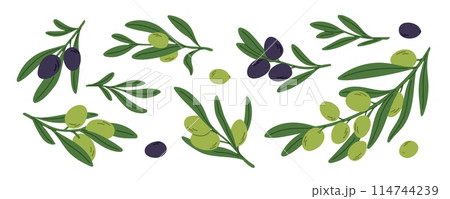 Mediterranean olive twigs. Tree branches with green and black fruits. Organic natural product. Short sprigs with leaves. Agriculture plant. Vegan ingredient. Garish vector botanical set Mediterranean olive twigs. Tree branches with green and black fruits. Organic natural product. Short sprigs with leaves. Agriculture plant. Vegan ingredient. Garish vector botanical set 114744239