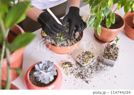 A woman hand gently holds a small echeveria plant in a decorative pot 114744284
