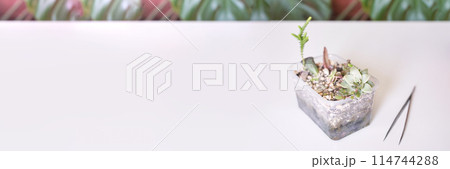 A hand tends to young echeveria in a decorative pot, indoors. Greenery enlivens A hand tends to young echeveria in a decorative pot, indoors. Greenery enlivens 114744288